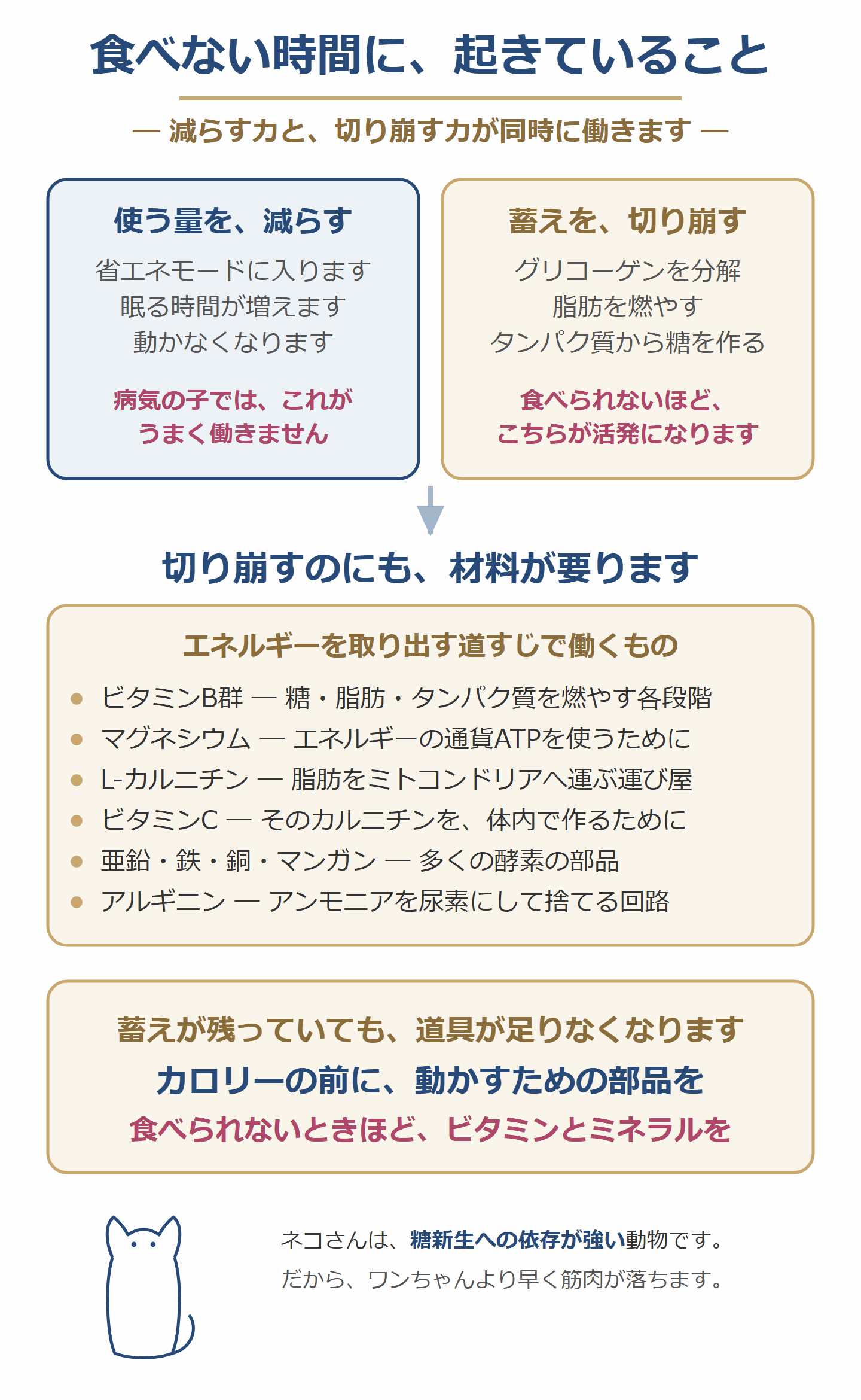 食べない時間に起きていること。使う量は減り、切り崩す働きは上がる。それにも材料が要る