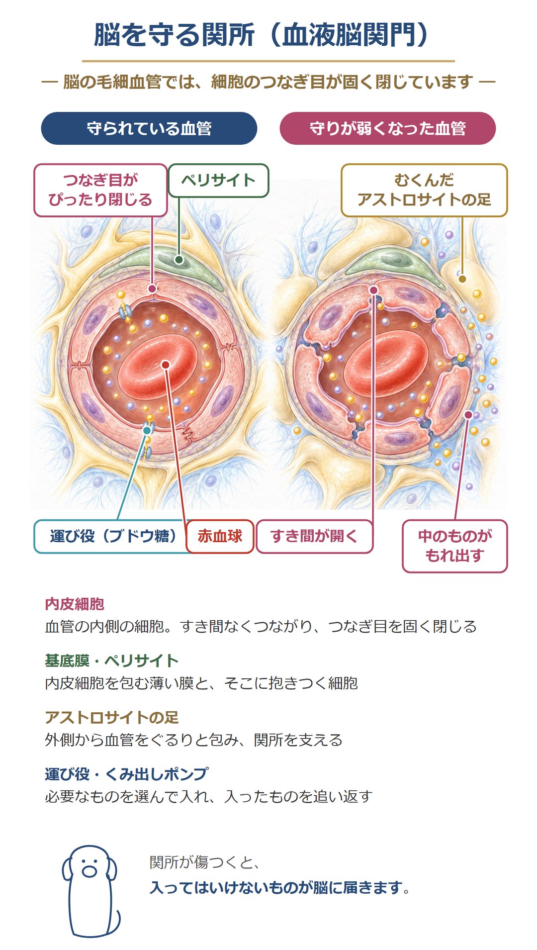 脳を守る関所(血液脳関門)。守られている血管では、内皮細胞のつなぎ目が固く閉じ、基底膜・ペリサイト・アストロサイトの足が支え、ブドウ糖は運び役で入る。守りが弱くなった血管では、すき間が開き、中のものがもれ出す