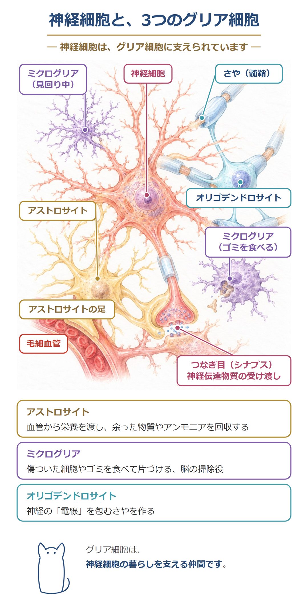 神経細胞と3つのグリア細胞。アストロサイトは血管から栄養を渡し、余った物質やアンモニアを回収する。ミクログリアは傷ついた細胞やゴミを食べて片づける。オリゴデンドロサイトは神経の電線を包むさやを作る