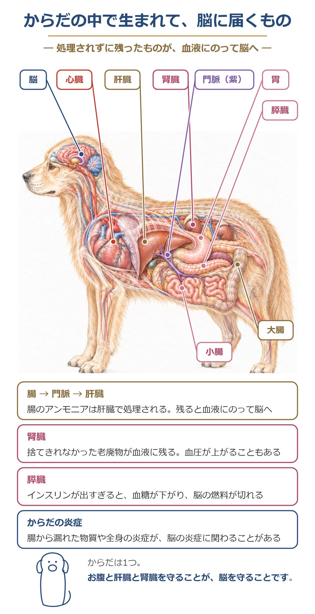 からだの中で生まれて、脳に届くもの。腸のアンモニアは門脈を通って肝臓で処理され、残ると血液にのって脳へ。腎臓が捨てきれない老廃物と血圧、膵臓のインスリンによる血糖の低下、からだの炎症