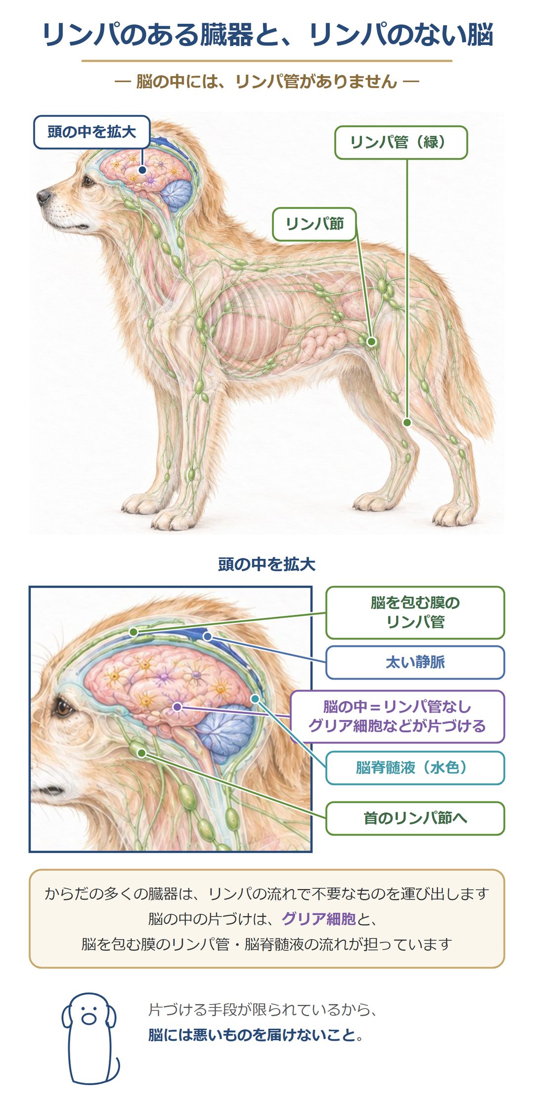 リンパのある臓器と、リンパのない脳。からだの多くの臓器はリンパの流れで不要なものを運び出すが、脳の中にはリンパ管がない。脳の中の片づけはグリア細胞と、脳を包む膜のリンパ管・脳脊髄液の流れが担う