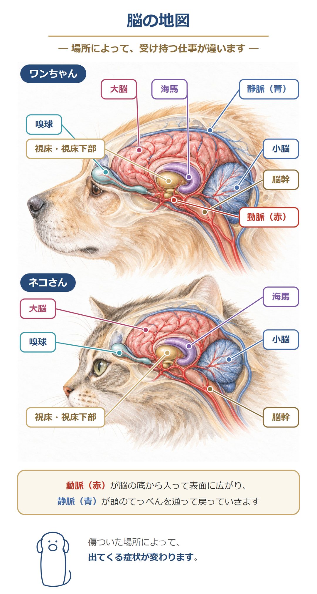 脳の地図。ワンちゃんとネコさんの脳を横から見た図。嗅球・大脳・海馬・視床と視床下部・小脳・脳幹の場所と、脳の底から入って表面に広がる動脈、頭のてっぺんを通って戻る静脈