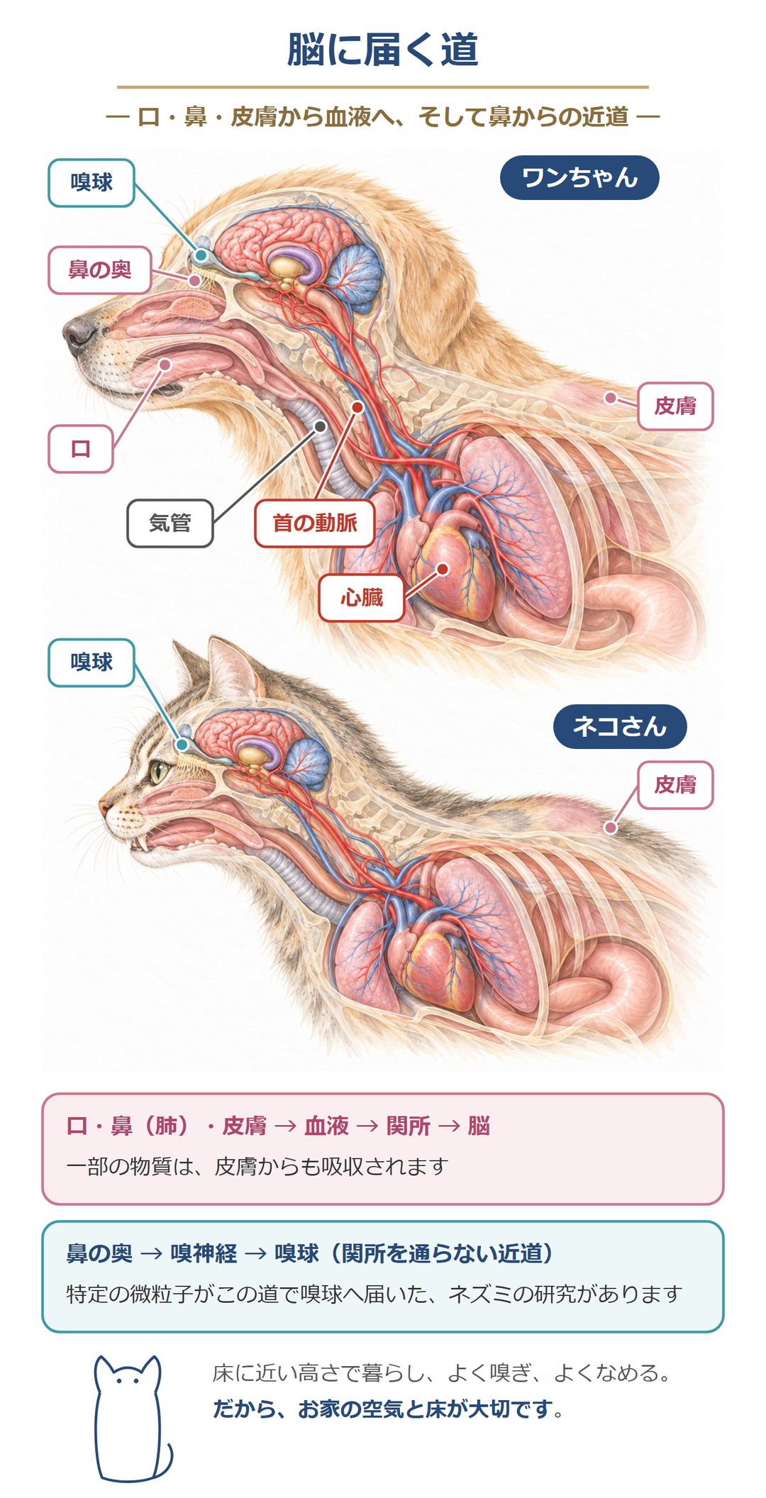 脳に届く道。口・鼻(肺)・皮膚から血液に入り、関所を越えて脳へ届く道と、鼻の奥から嗅神経を通って嗅球へ届く、関所を通らない近道