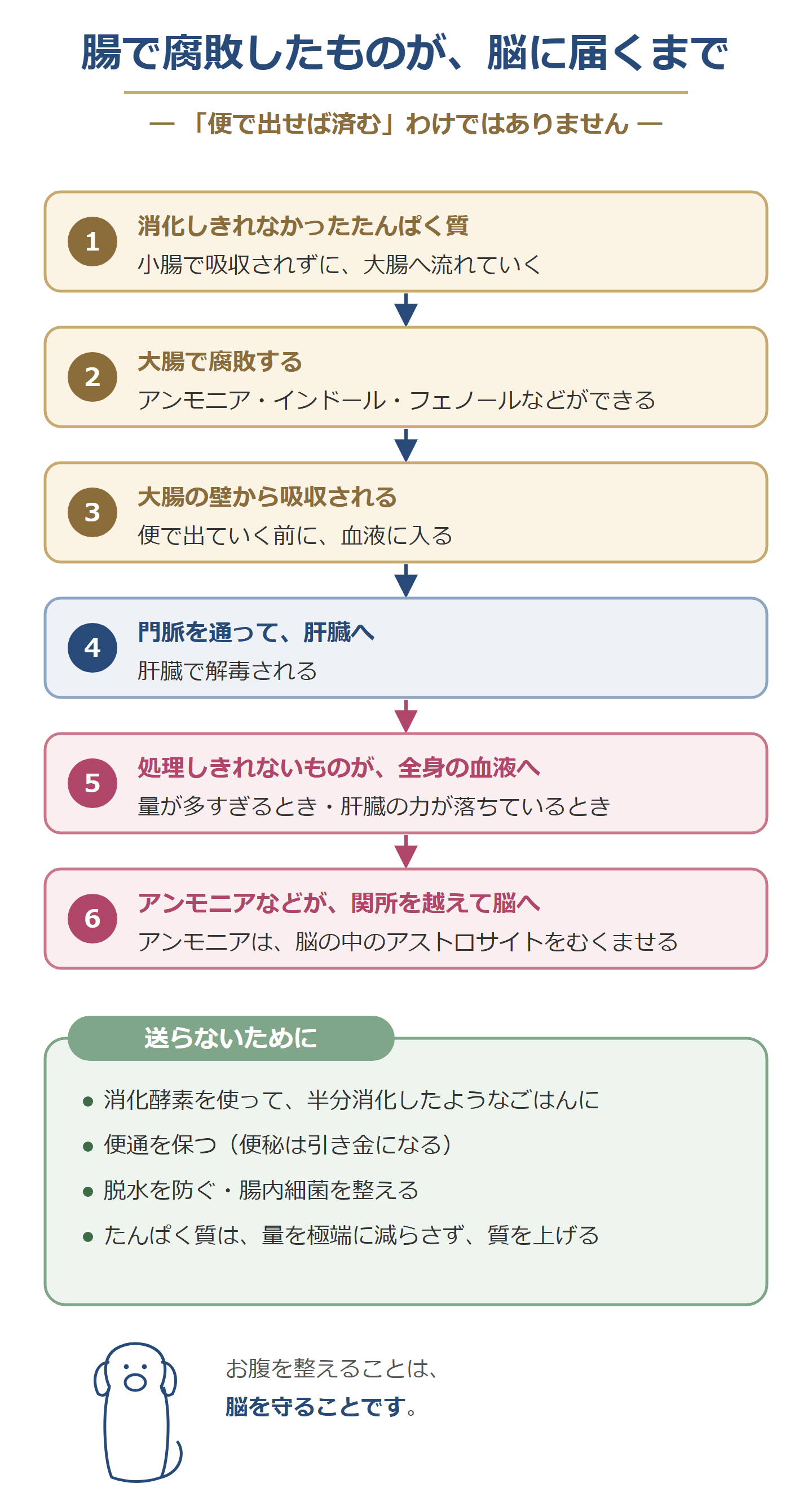 腸で腐敗したものが脳に届くまで。消化しきれなかったたんぱく質が大腸で腐敗し、吸収されて門脈から肝臓へ、処理しきれないものが全身の血液へ、アンモニアなどが関所を越えて脳へ