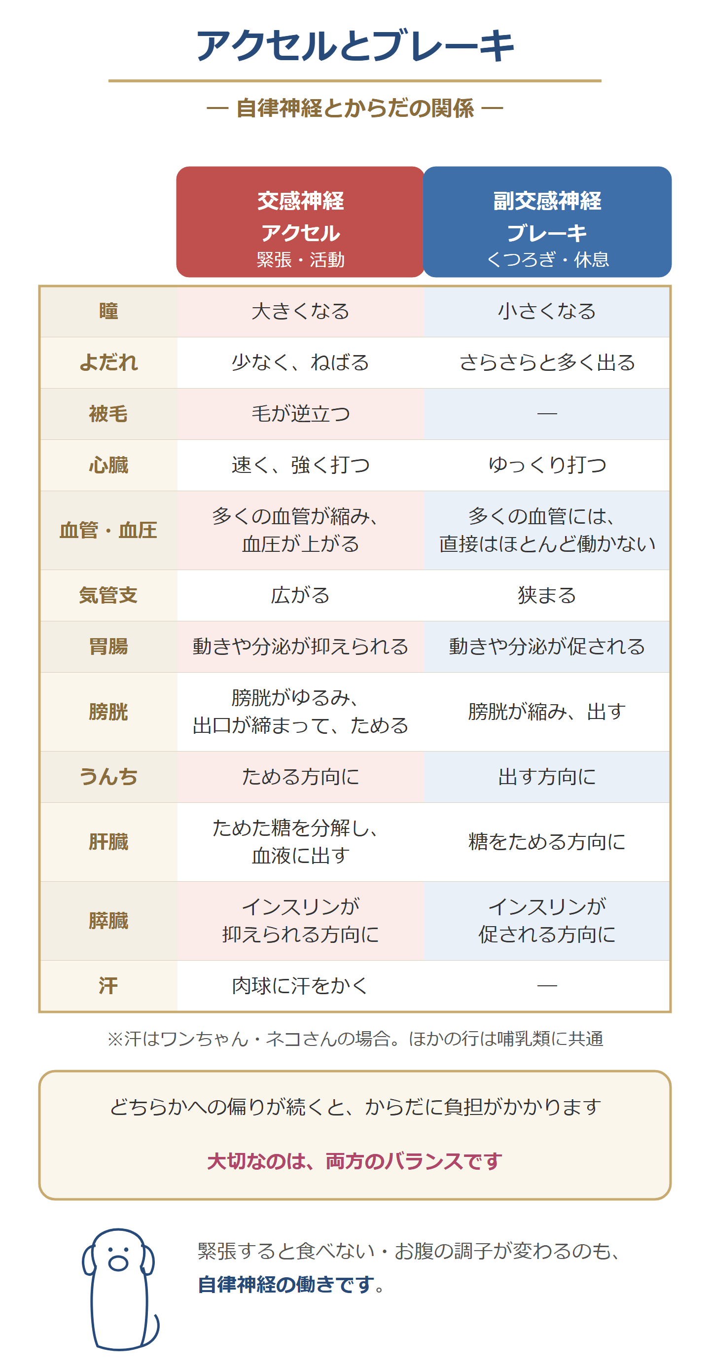 アクセルとブレーキ。交感神経と副交感神経が、瞳・よだれ・被毛・心臓・血管・気管支・胃腸・膀胱・うんち・肝臓・膵臓・汗にどう働くかの表