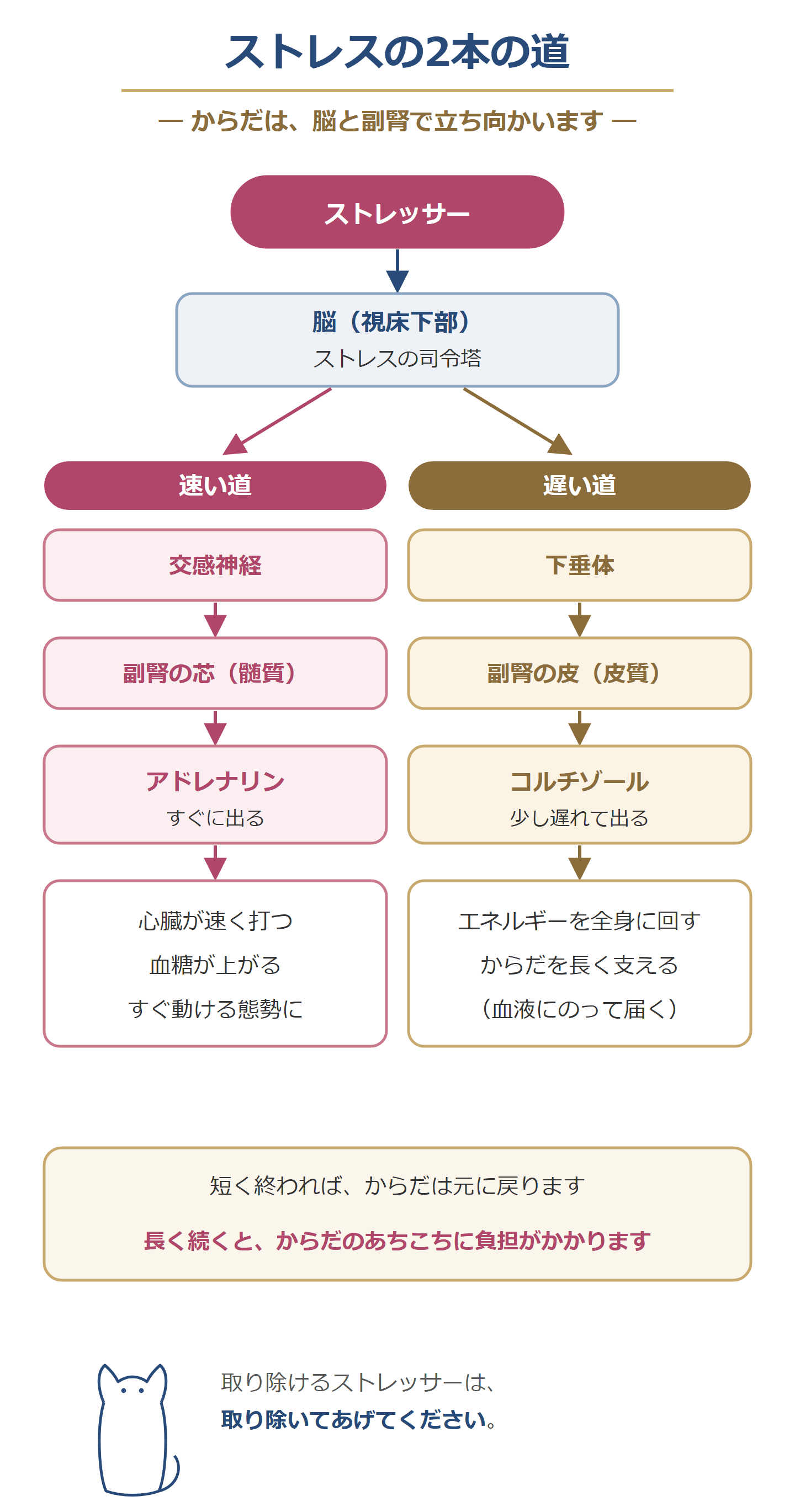 ストレスの2本の道。速い道は交感神経から副腎の芯へ、アドレナリン。遅い道は下垂体から副腎の皮へ、コルチゾール