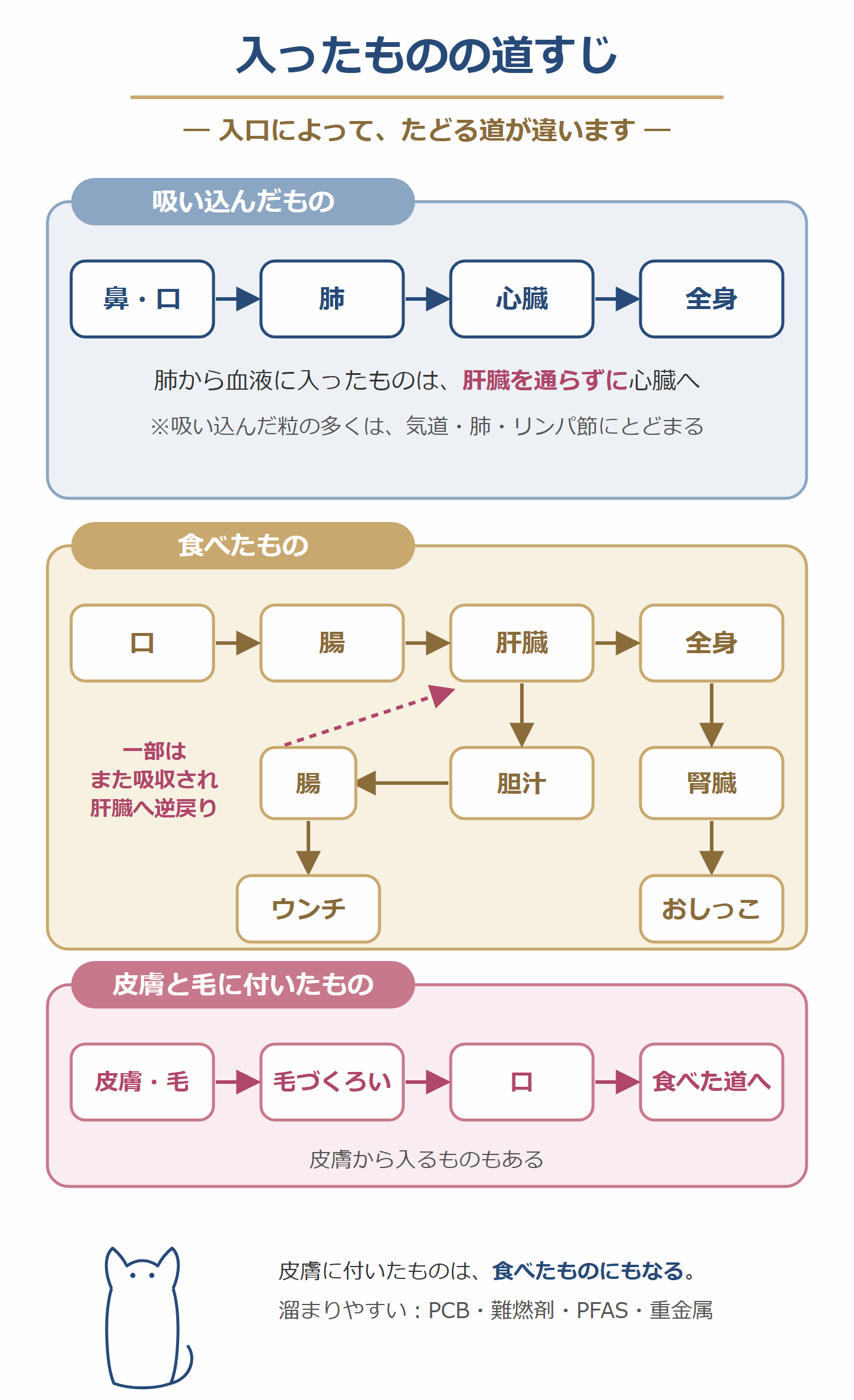 入ったものの道すじ。吸い込んだもののうち肺から血液に入った成分は、肝臓を通らずに心臓へ。食べたものは腸から肝臓へ、胆汁から腸へ出た一部は肝臓へ逆戻り。皮膚と毛に付いたものは毛づくろいで口へ