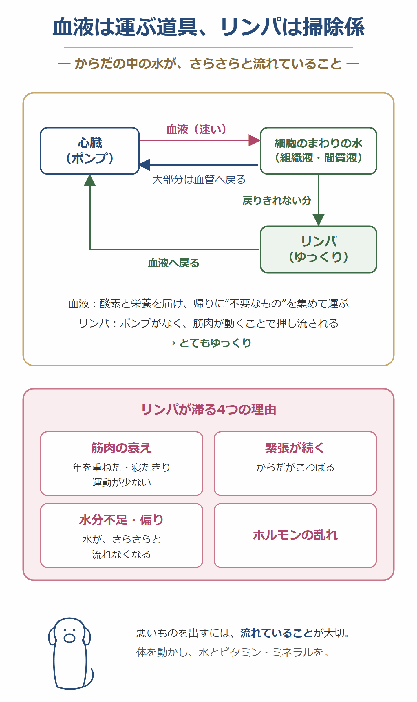 血液は運ぶ道具、リンパは掃除係。心臓から出た血液は細胞のまわりの水に届き、大部分は血管へ戻り、戻りきれない分はリンパがゆっくり血液へ戻す。リンパが滞る4つの理由は、筋肉の衰え・緊張・水分不足や偏り・ホルモンの乱れ