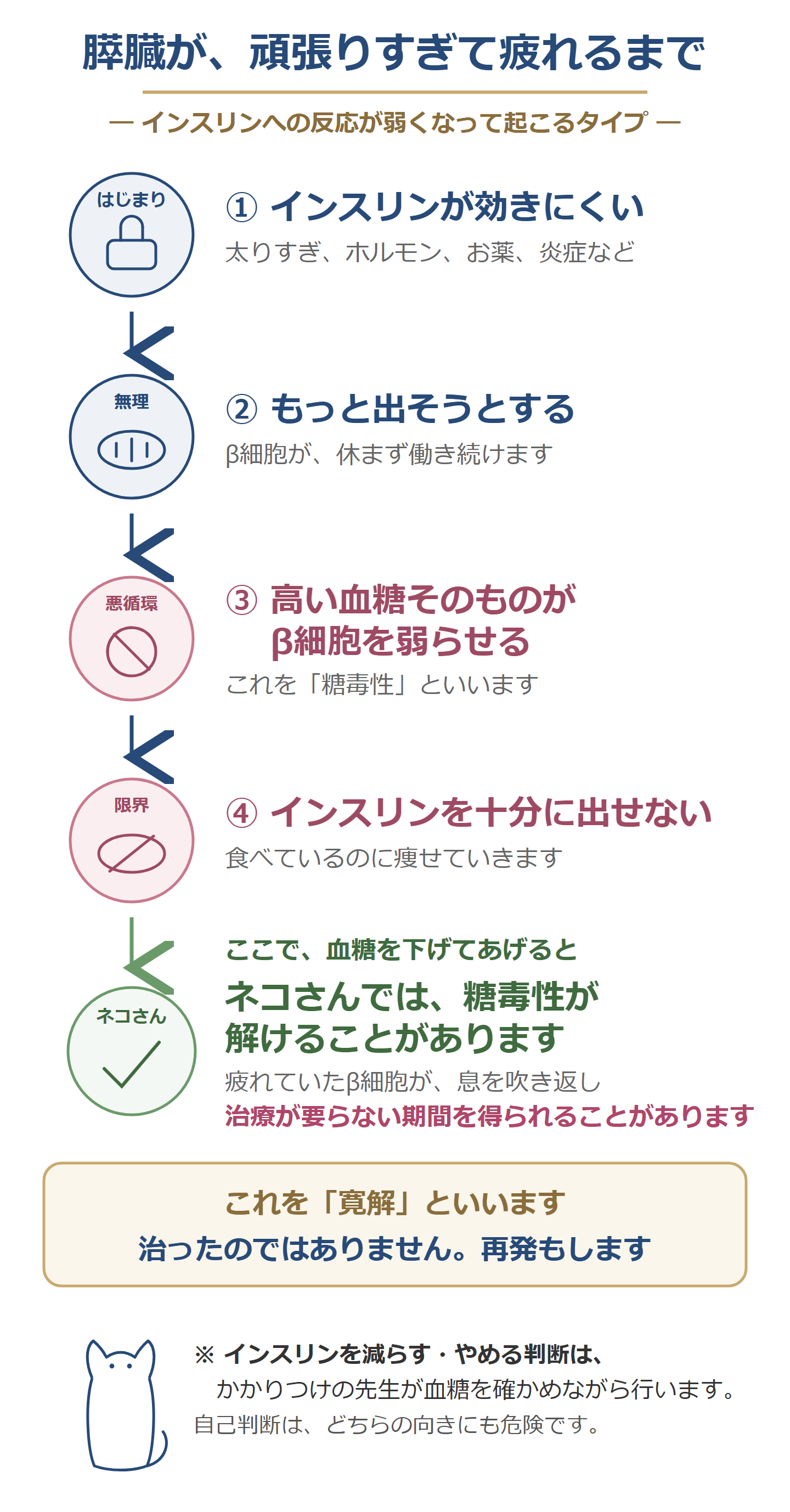 膵臓が疲れるまで(糖毒性の悪循環と寛解)