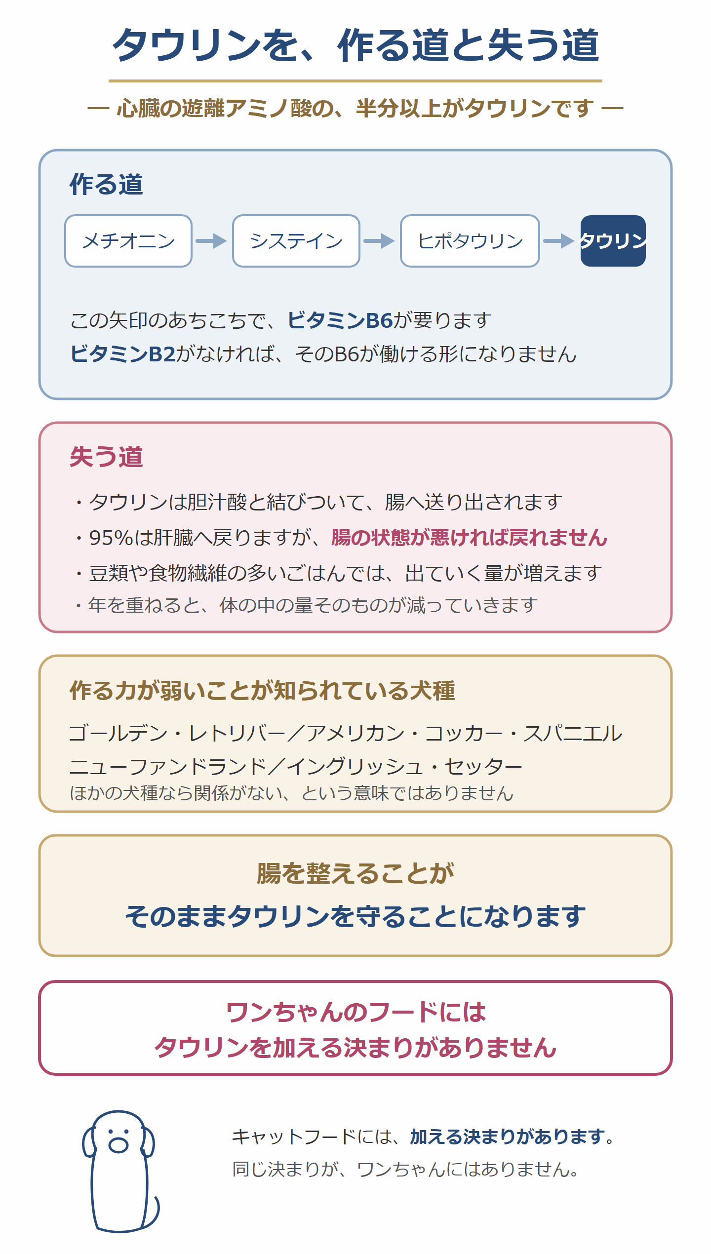 タウリンを作る道と失う道。ビタミンB6とB群、胆汁酸と腸