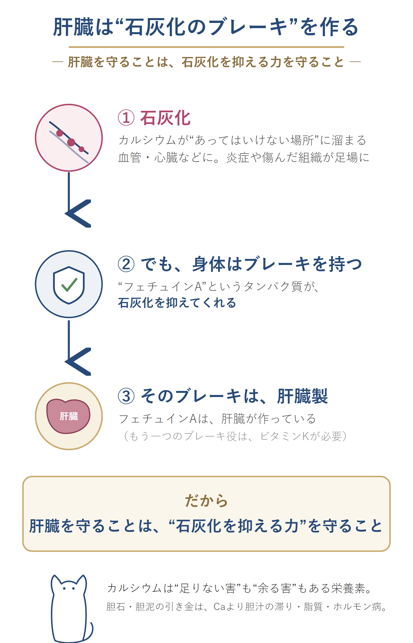 肝臓は石灰化のブレーキを作る図。カルシウムが血管や心臓など『あってはいけない場所』に溜まる石灰化を、フェチュインAというタンパク質が抑える。そのフェチュインAは肝臓が作っているので、肝臓を守ることは石灰化を抑える力を守ること。