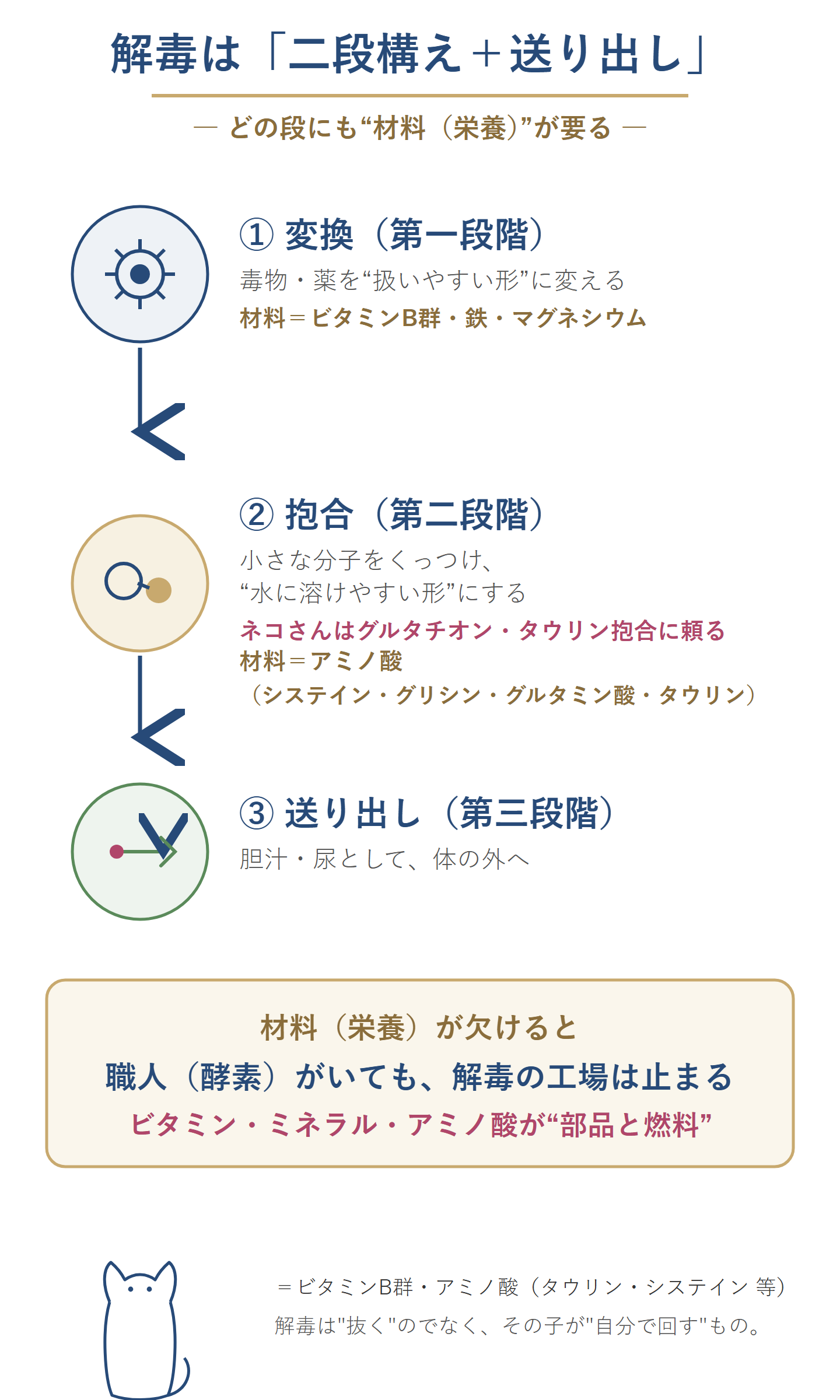 肝臓の解毒の二段構えの図。第一段階（変換）はビタミンB群・鉄・マグネシウムが材料、第二段階（抱合）はアミノ酸が材料でネコさんはグルタチオン・タウリン抱合に頼る、第三段階（送り出し）で胆汁・尿へ。材料の栄養が欠けると解毒の工場は止まる。