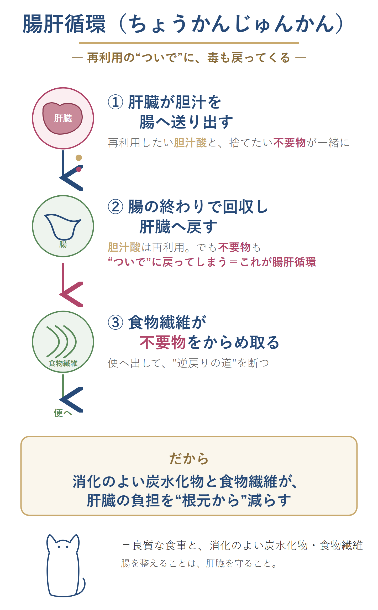 腸肝循環の図。肝臓が胆汁を腸へ送り、腸の終わりで胆汁酸を回収して肝臓へ戻す再利用の仕組み。その『ついで』に不要物も再吸収されるが、食物繊維が不要物をからめ取って便へ出すことで逆戻りを断つ。