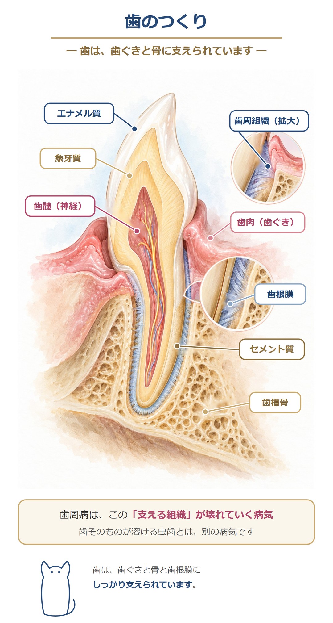 歯のつくり。歯はエナメル質・象牙質・歯髄(神経)でできていて、歯肉(歯ぐき)・歯根膜・セメント質・歯槽骨に支えられている。歯周病は、この支える組織が壊れていく病気で、歯そのものが溶ける虫歯とは別の病気