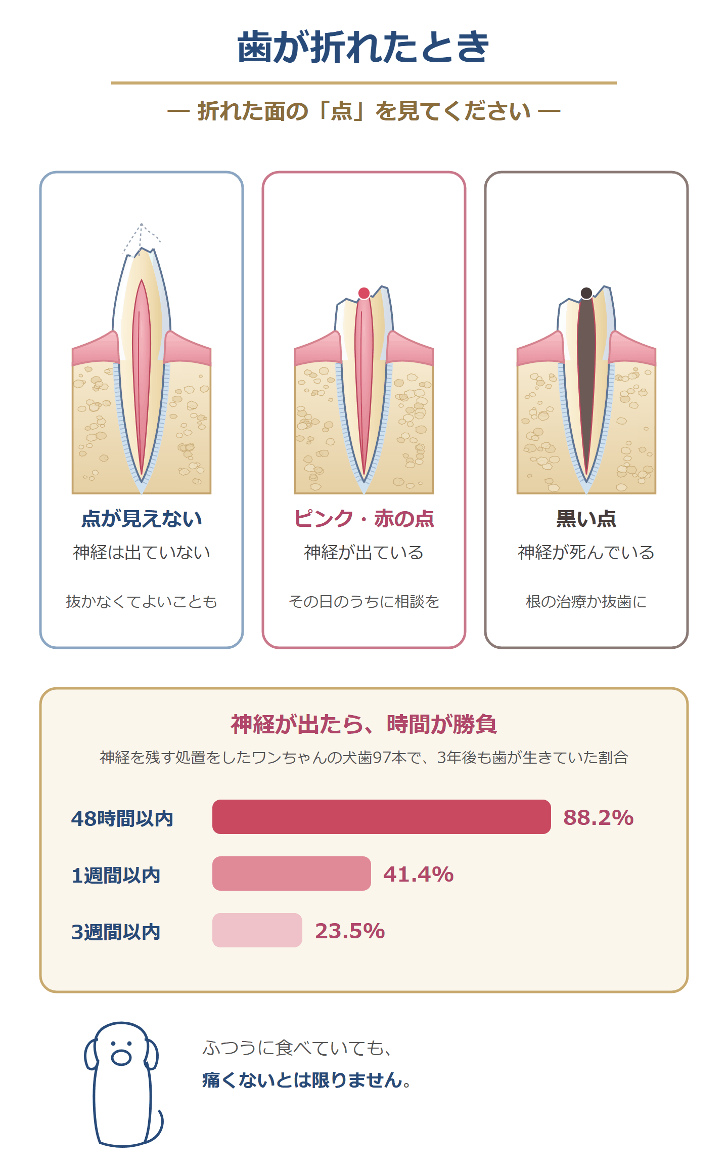 歯が折れたとき、折れた面を見る。点が見えなければ神経は出ていない。ピンクや赤い点は神経が出ている。黒い点は神経が死んでいる。神経を残す処置をしたワンちゃんの犬歯で、3年後も歯が生きていた割合は、48時間以内88.2%、1週間以内41.4%、3週間以内23.5%