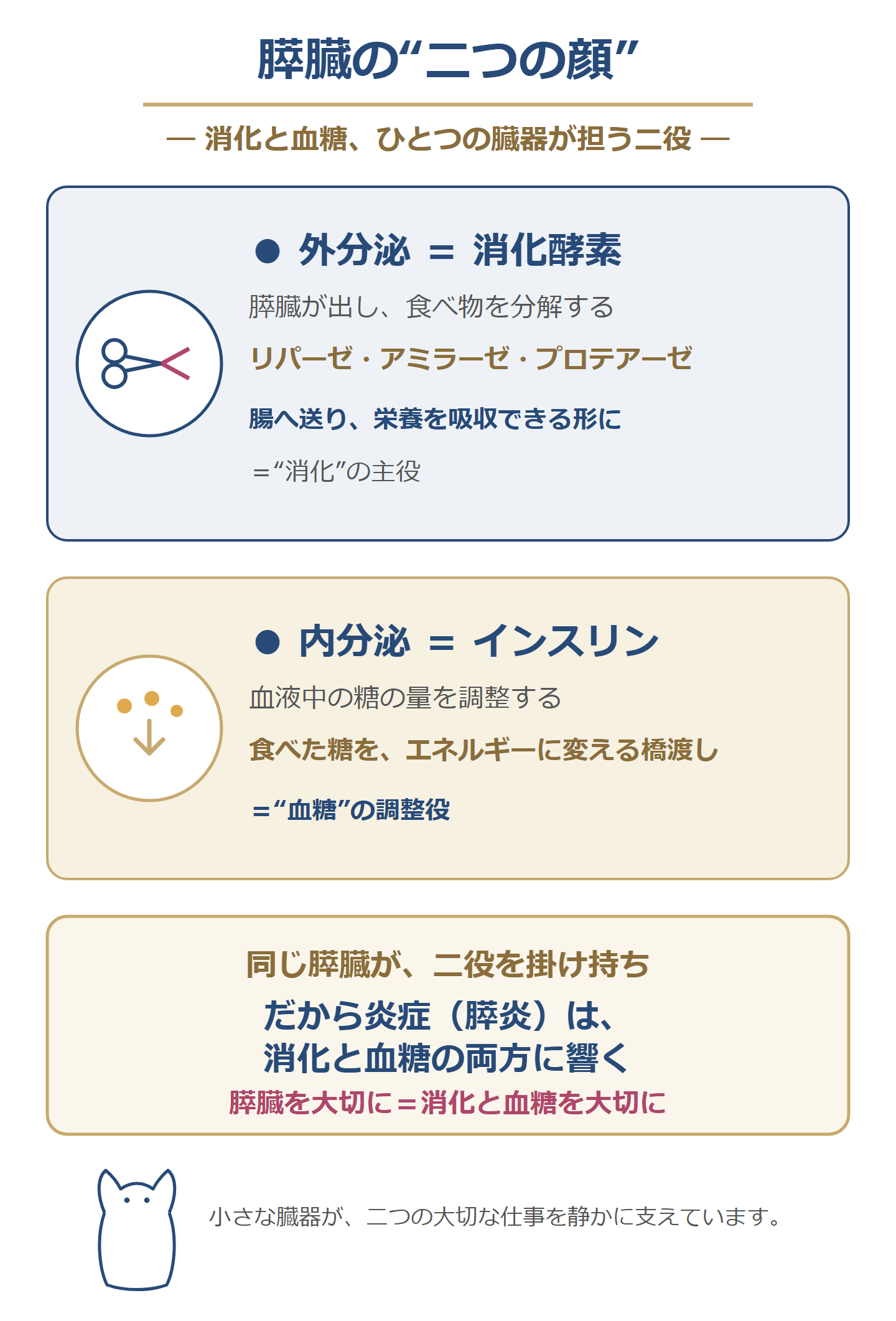 膵臓の二つの顔の図。膵臓は、食べ物を分解する消化酵素を作る『外分泌』と、血液中の糖を調整するインスリンを作る『内分泌』の二役を、ひとつの臓器で掛け持ちしている。だから膵炎は、消化と血糖の両方に響く。