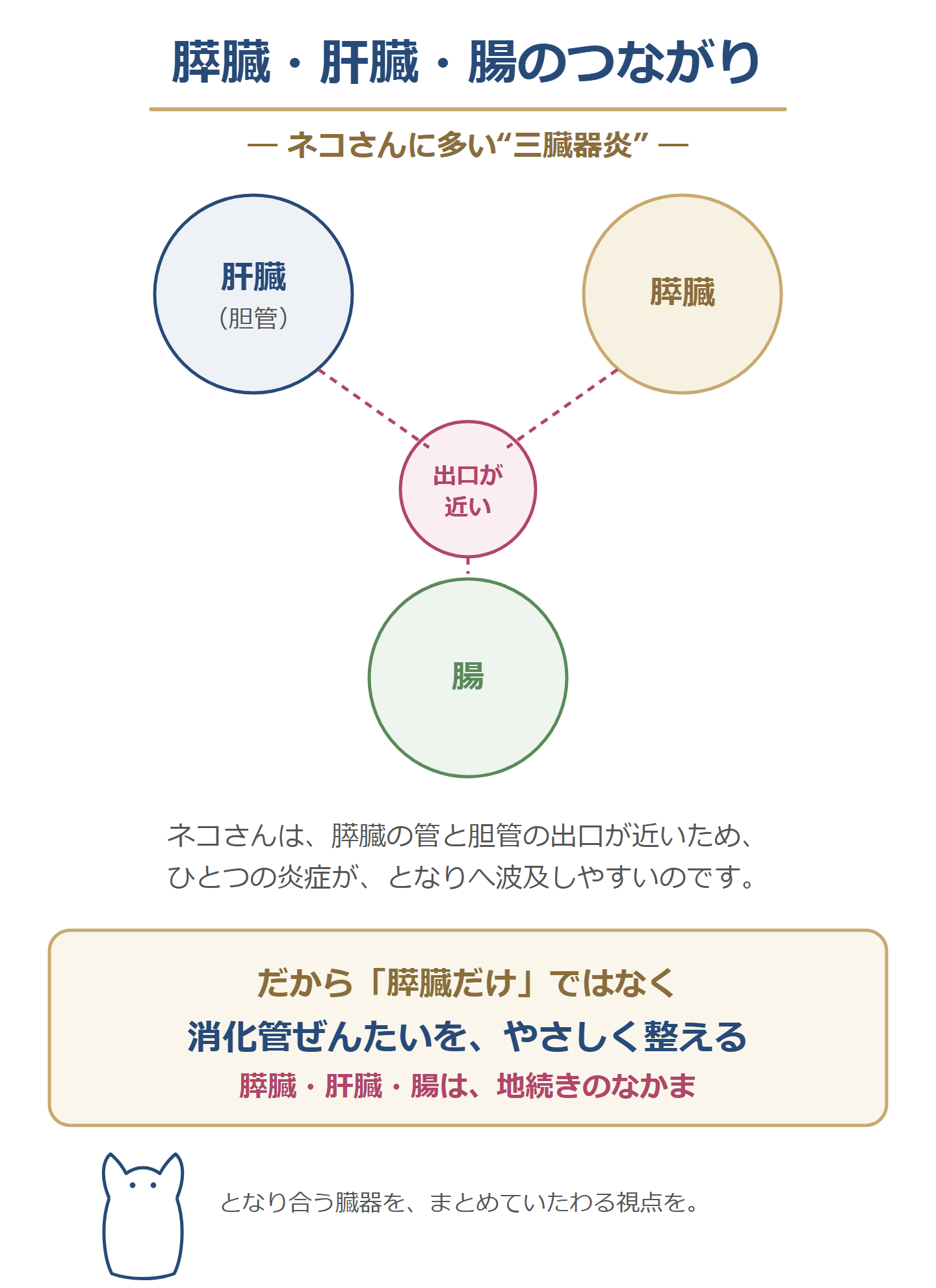 膵臓・肝臓・腸のつながりの図。ネコさんは膵臓の管と胆管の出口が近いため、ひとつの炎症がとなりへ波及しやすく、膵臓・肝臓・腸の三臓器炎が起こりやすい。だからおなか全体をいたわる視点が大切。