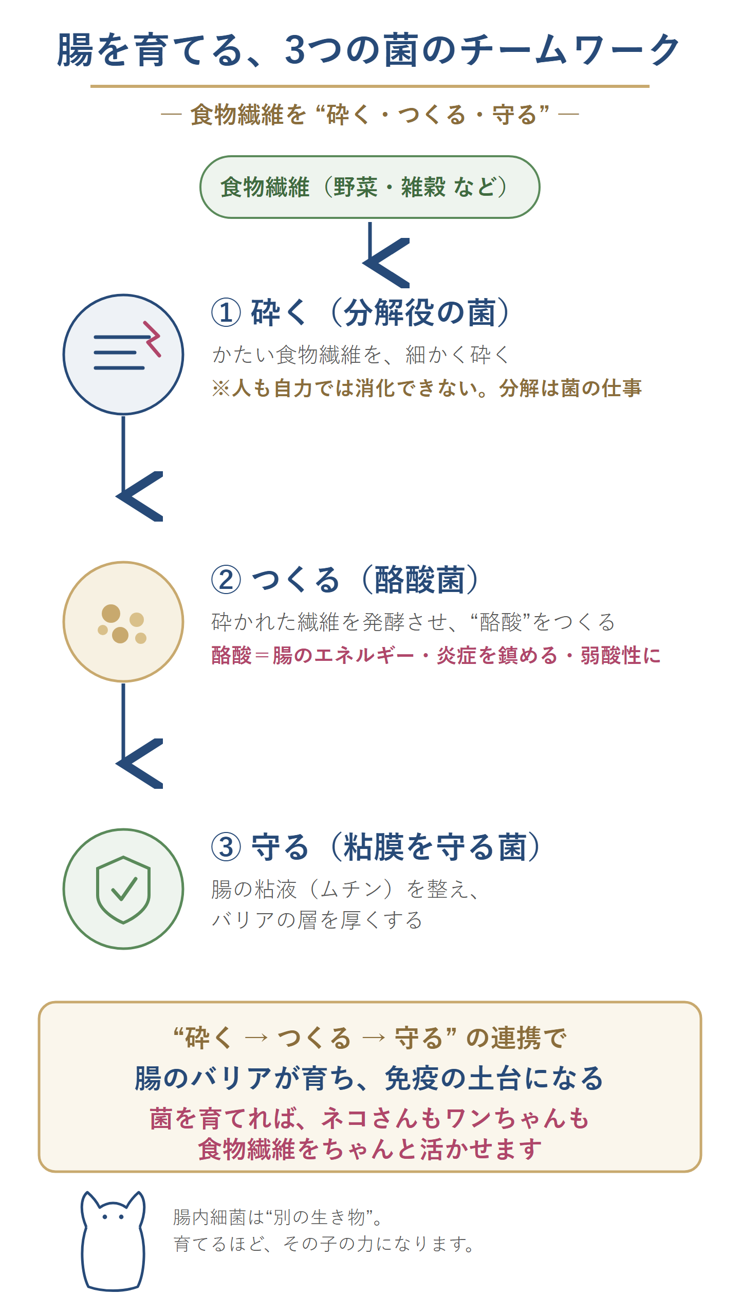 腸を育てる3つの菌のチームワークの図。食物繊維（野菜・雑穀など）を、（1）砕く＝分解役の菌が細かく砕く（人も自力では消化できず分解は菌の仕事）、（2）つくる＝酪酸菌が発酵させ酪酸をつくる（酪酸は腸のエネルギー・炎症を鎮める・弱酸性に）、（3）守る＝粘膜を守る菌がムチンを整えバリアを厚くする。この連携で腸のバリアが育ち免疫の土台になる。菌を育てれば猫も犬も食物繊維を活かせる。