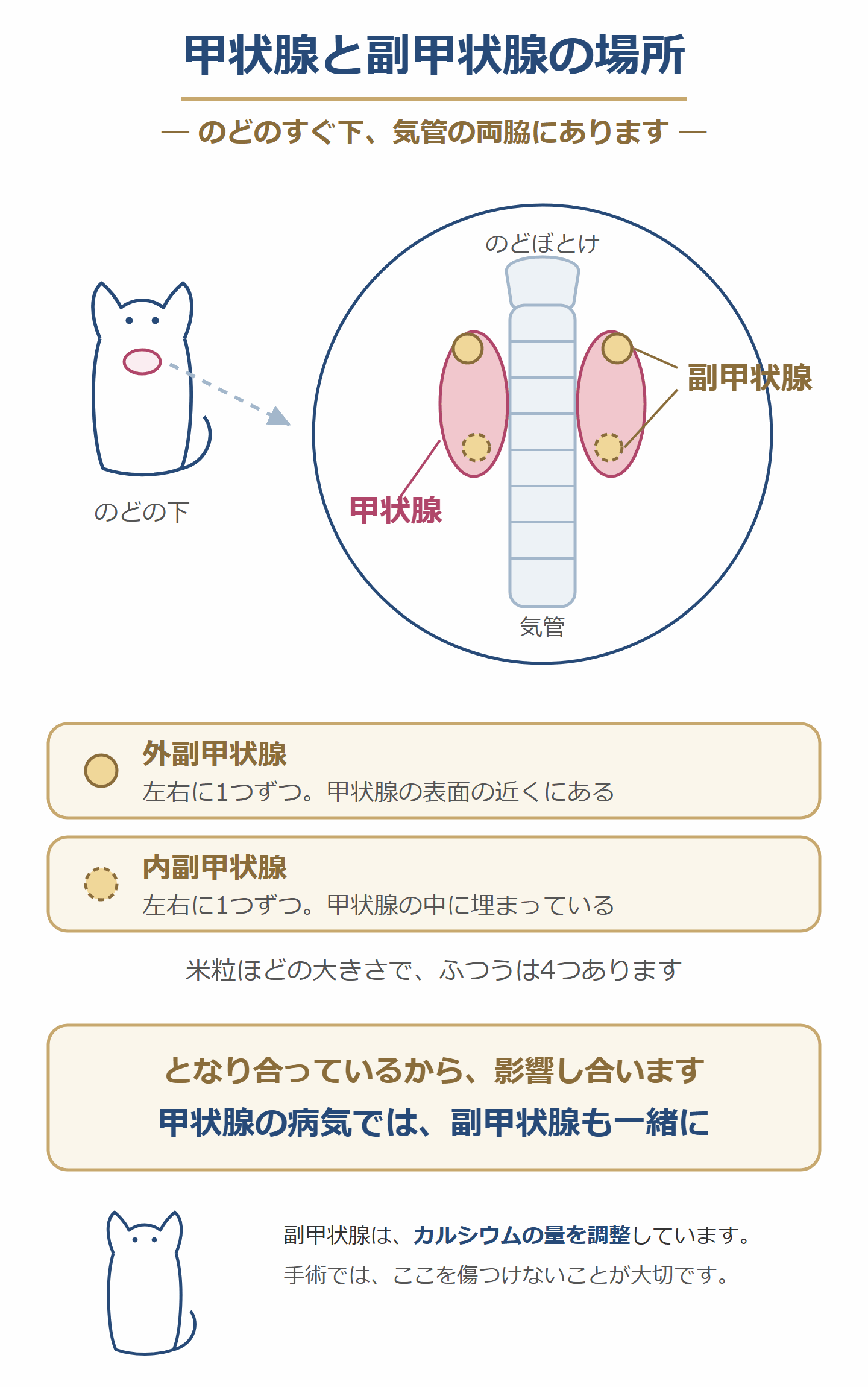 猫の甲状腺と副甲状腺の場所。のどの下、気管の両脇にあり、副甲状腺は4つ