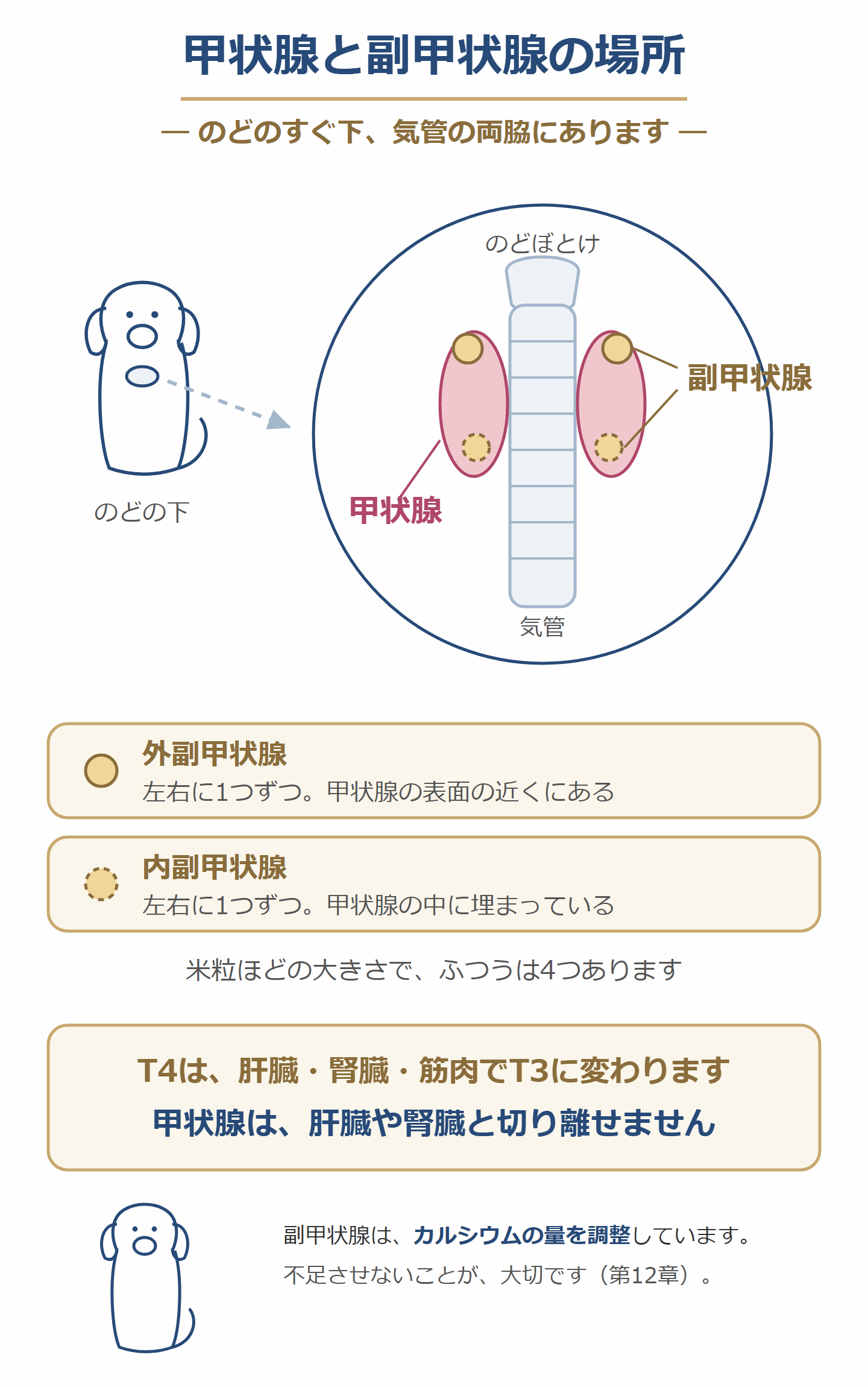 犬の甲状腺と副甲状腺の場所。のどの下、気管の両脇にあり、副甲状腺は4つ