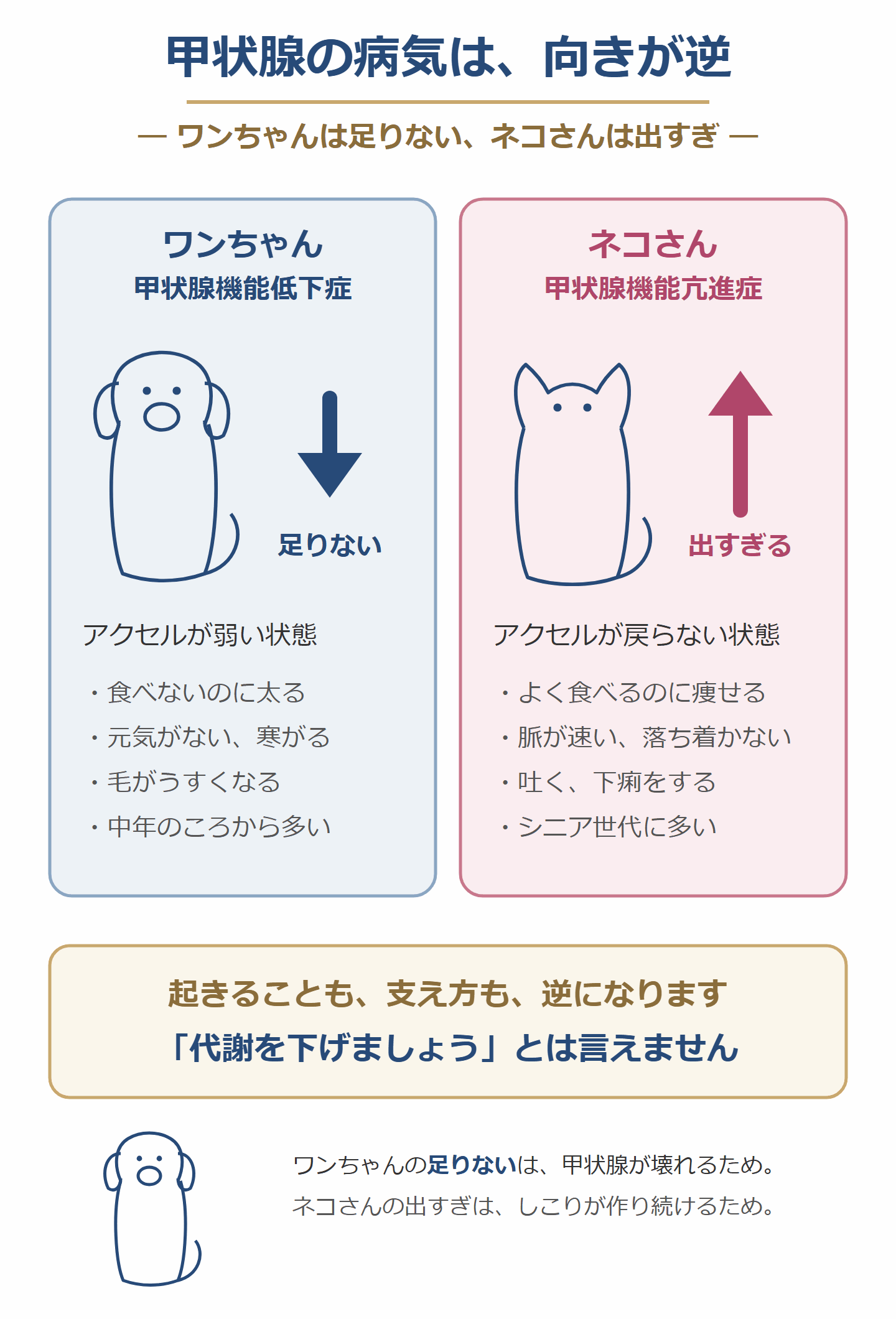 甲状腺の病気は、犬と猫で向きが逆。犬は足りない低下症、猫は出すぎる亢進症