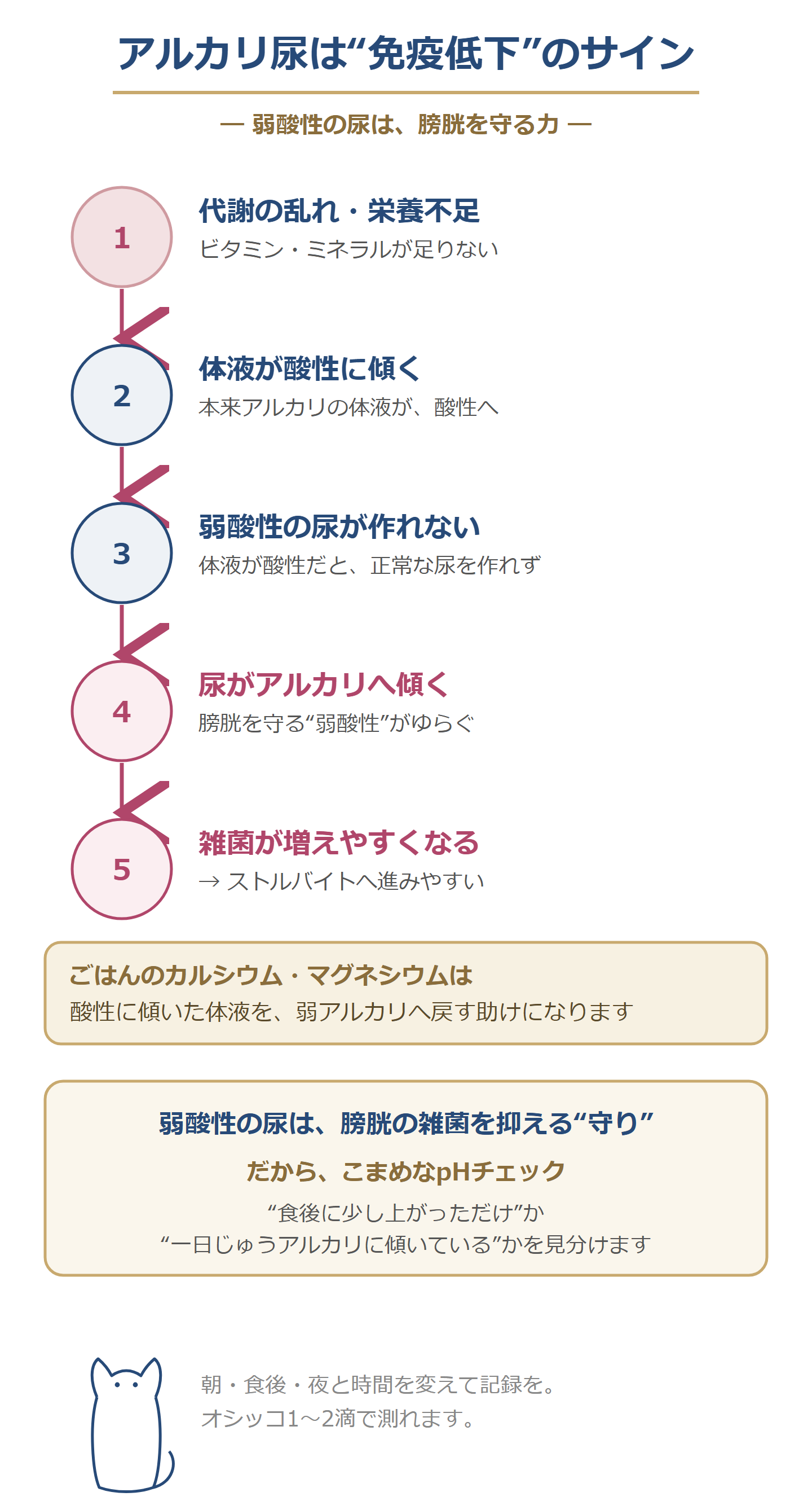 アルカリ尿は免疫低下のサインを示す図。代謝の乱れ・栄養不足→体液が酸性に傾く→弱酸性の尿が作れない→尿がアルカリへ→雑菌が増える（ストルバイトへ）。カルシウム・マグネシウムは体液を弱アルカリへ戻す助け。弱酸性の尿は雑菌を抑える守りなので、こまめなpHチェックが大切。