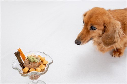 愛犬への手作りご飯にはサプリメントでの栄養補給が便利