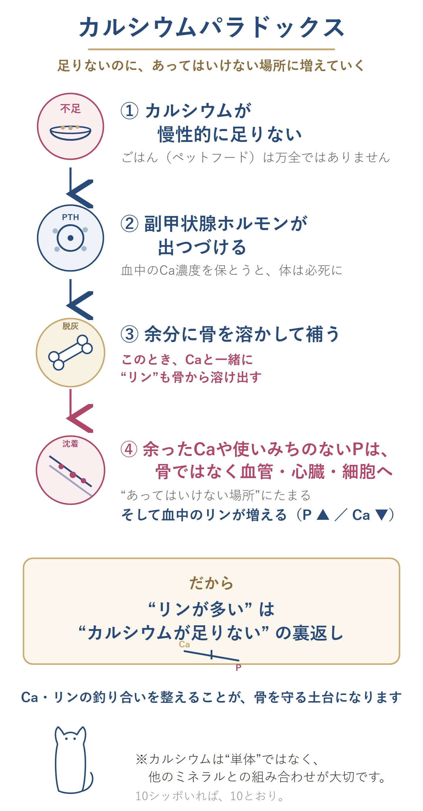 カルシウムパラドックスの仕組み図。カルシウム不足で副甲状腺ホルモンが出つづけ、余分に骨を溶かしてリンも溶け出し、余ったカルシウムやリンが血管・心臓・細胞に沈着して血中のリンが増える流れ。
