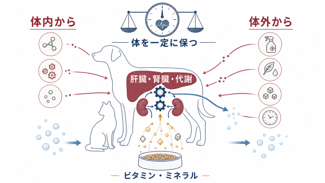 体の中で起こる代謝と解毒の流れ（内外の不要なものを肝臓・腎臓・代謝が処理し、ビタミン・ミネラルが支える）